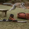 Quand le confort de votre matériel de ski rivalise avec l’agilité d’un lemur lemur